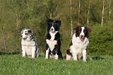 BORDER COLLIE 1524
